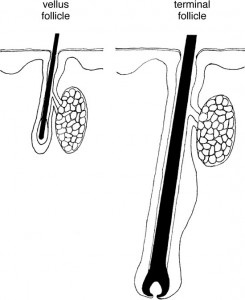 Vellus Hair versus Terminal Hair